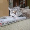 相変わらずな、りん。