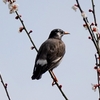 日本　2024年3月9日　散歩道の野鳥たち