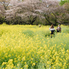 昭和記念公園でOM-1とOM-1、散り際の桜と菜の花とチューリップと