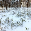 雪の土岳　下り