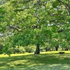 いつもの公園散策