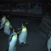 【動画】オウサマペンギンの行進！一番後ろを歩いているのは・・・？(笑)