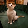 猫ちゃんと非常用キャットサークル