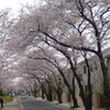 桜路のさくら