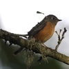阿里山のミヤマビタキ(Ferruginous Flycatcher)