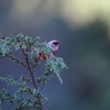 ズキンベニアメリカムシクイ(pink-headed warbler)に乾杯