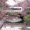 南北接続後、初めての桜：富山の路面電車