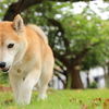 敬老の日、彼岸花と鷹とふくろうと銀杏