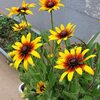 庭先の花