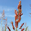 (230) Sorghum halepense