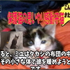 保護猫の思いやり感動子猫