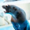 【機材レビュー】水族館撮影の機材たち～SONYボディ編～