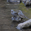 対馬の野鳥（２０１２　１２０２−０４）