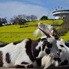 🐮マザー牧場で牧場っぽい観光🐑