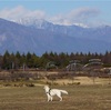 正月はいつも通り