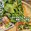 ペロッとなくなるご飯泥棒！からし菜(菜の花、葉大根、明日葉、小松菜など)葉物の凄く旨い食べ方！簡単作り置き人気レシピ 健康常備菜