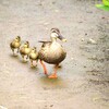 人間社会のルールの中で生きる動物たち　