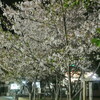 激綺麗！  夜桜!!