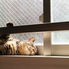 【我が家の猫】窓でくつろぐ小梅