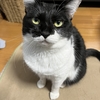 🎊ウチの白黒🐼猫ちゃん。4歳の誕生日～🎉