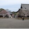 さくら満開のニュース情報で和歌山最古の寺道成寺へお花見してきました。