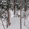 小日向山と大渚山　樹氷パウダー深雪合宿