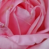 薔薇も咲きました🌹商品陳列しました🎵💗❤