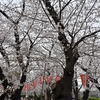 🌸上野恩賜公園の桜