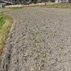 4月12日 田植えの準備。