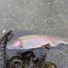 4月8日(火)秩父フライフィールドの河川情報