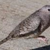 ねずみのように歩くメキシコの鳩