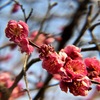 紅梅白梅〈230201〉Red colored ume blossom and white colored ume blossom