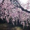 宇都宮餃子食べ歩きと満開の桜見歩き。
