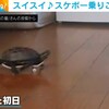 ミドリガメと遊ぼうヾ(^^ )