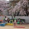 満開の桜のもとで