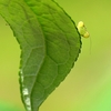 梅雨どきの虫さんたち♪