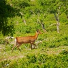 登山のリスク  〜動物編その2〜