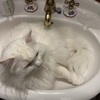 ポピーシードマフィン：洗面所いっぱいの猫