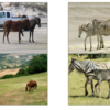 PyTorch (15) CycleGAN (horse2zebra)