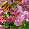 高崎城址公園周辺散歩　浅間山・八重桜・普賢象・正月・福禄寿・子福桜・御衣黄・大島桜