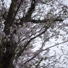 海軍道路の桜2015