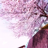 〈ひかり〉お花見の頃