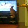 テレビを見る猫