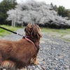 ウチの街の桜が一番キレイ