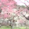 咲き誇る梅を背景に