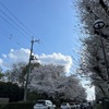 犬同伴OK！子供も安心して遊べる！埼玉県伊奈町【無線山　桜まつり】