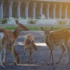 島を出て自由の身に！と思ったら日本最北の街「稚内市」で足止めに