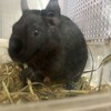 くろごまあん二世 109日目
