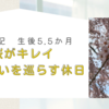 生後5.5か月　桜がキレイ　桜に想いを巡らす休日