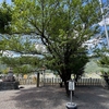 久津八幡宮の気になる”木”